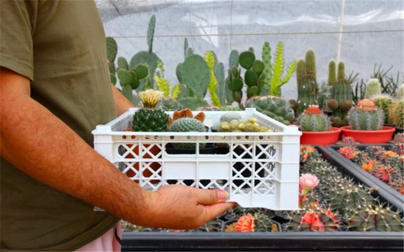 50岁左右的人，在农村做哪些创业项目，一年有可能挣到20万以上？