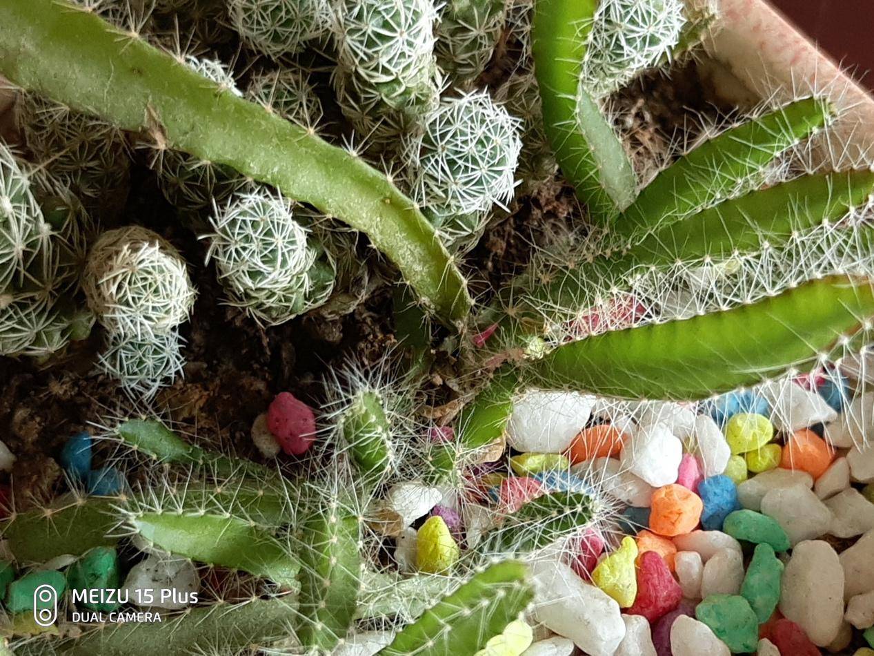 不吹不黑，黄章式旗舰魅族15 Plus值不值得买？看完这篇就够了