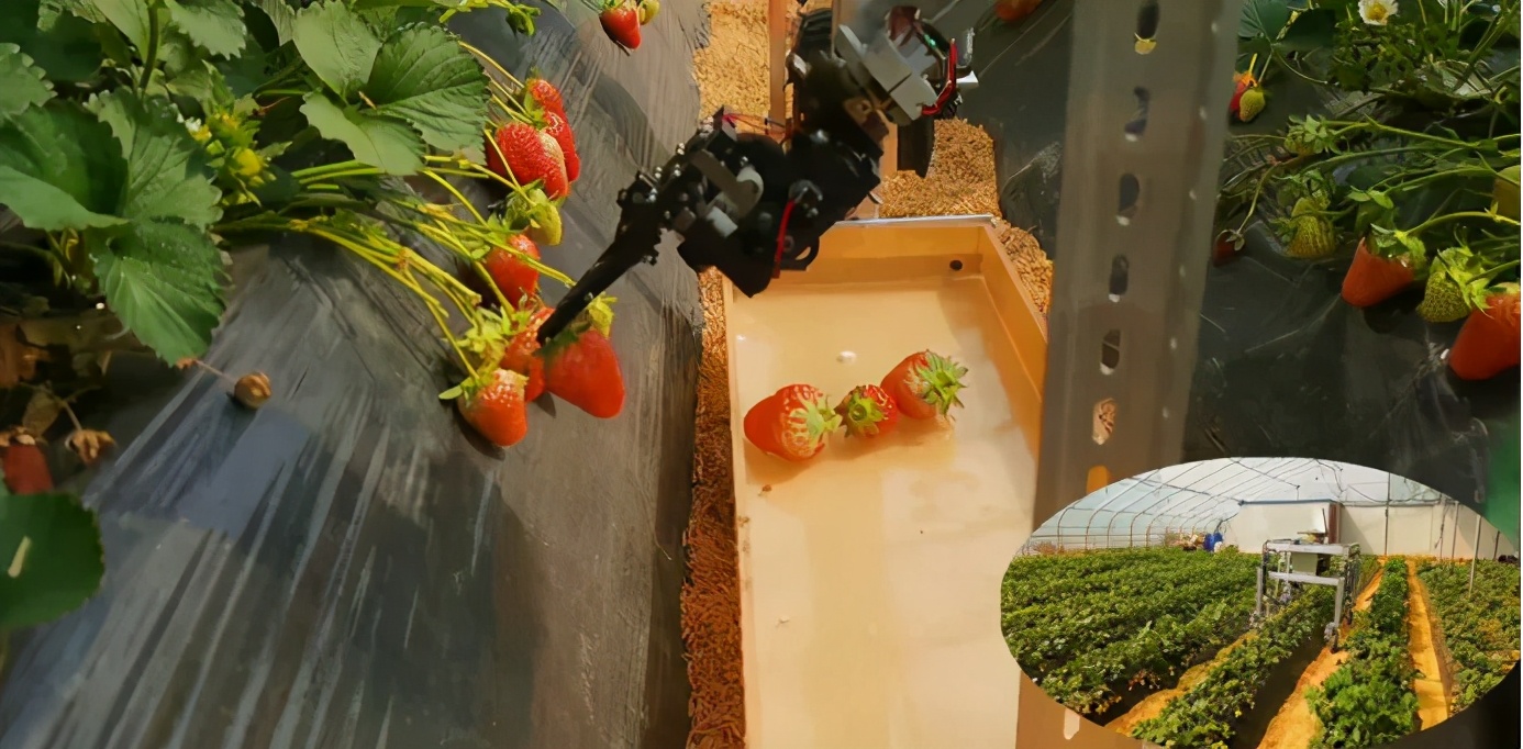 “机器解放人力”有多大想象空间？看最前沿的农业机器人能做什么