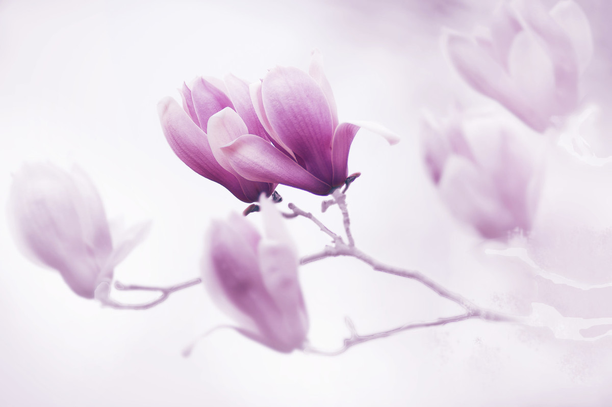 有多少人，开通黄钻只是为了一个功能