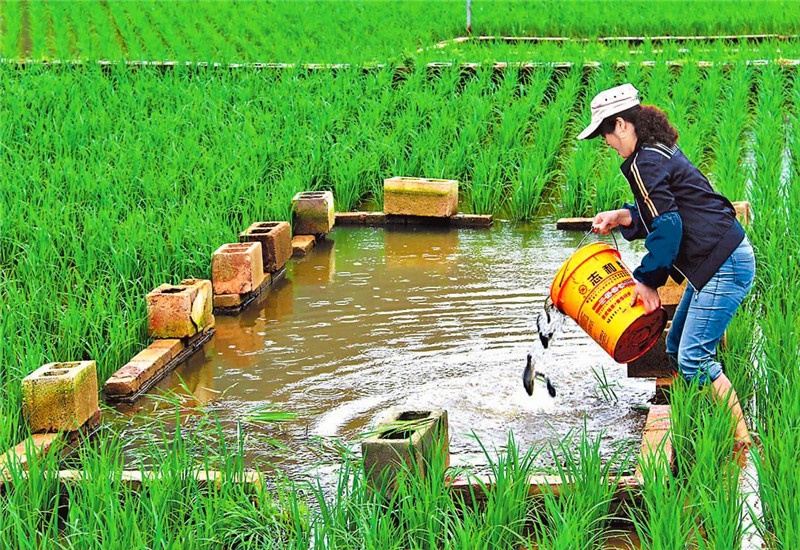 50岁的人选择在农村搞养殖，一万元投资，养什么能年收入10万元？