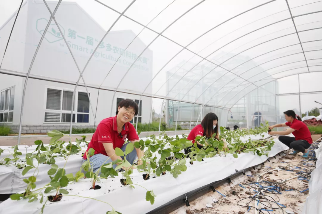 拼多多2021Q1：8亿用户规模优势再扩大，科技赋农实现多赢