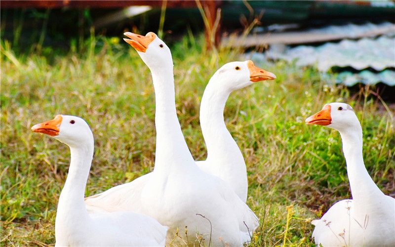 50岁的人在城市找不到出路，想回乡下搞养殖，养什么比较有前景？