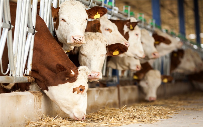 50岁的人在城市找不到出路，想回乡下搞养殖，养什么比较有前景？