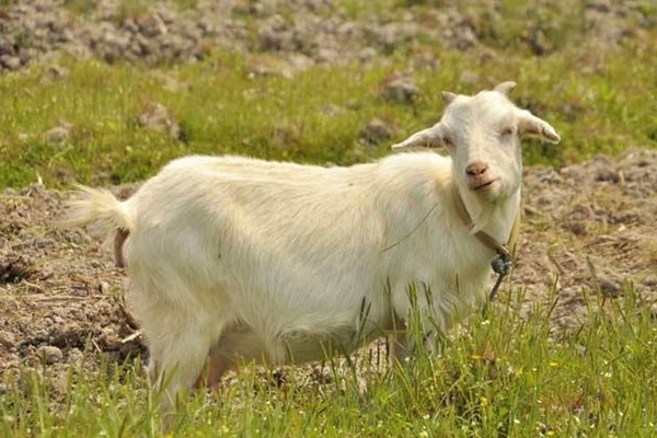 农村在家养殖什么赚钱？要注意养殖技术的积累