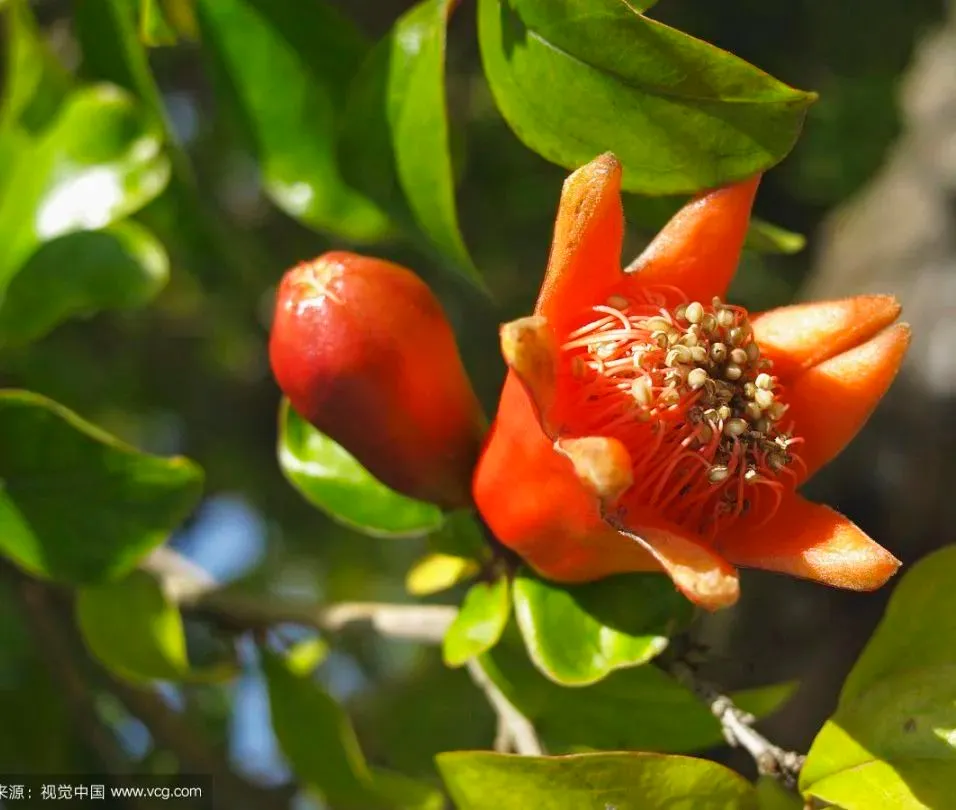 日化业刮起了伊比利亚风，白猫佳美要走品牌年轻化之路了