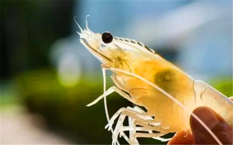 当下的农村，一万元以内可以启动的养殖项目，有哪些可以赚大钱？