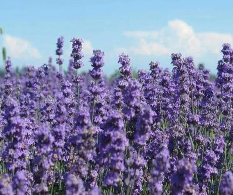 日化业刮起了伊比利亚风，白猫佳美要走品牌年轻化之路了