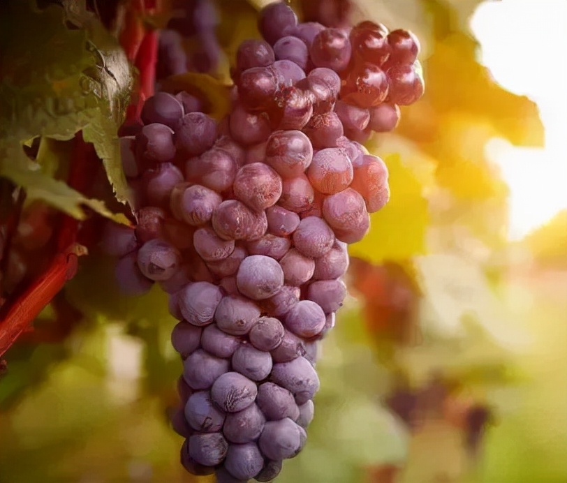 日化业刮起了伊比利亚风，白猫佳美要走品牌年轻化之路了