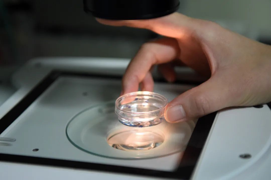 我国每年约有30万名试管婴儿诞生：走出生殖辅助误区