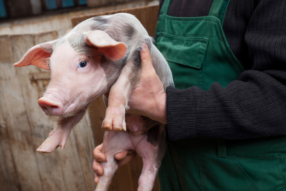 猪仔大掉价，7公斤猪仔150，现在养猪能不能赚钱？看看养猪户咋说