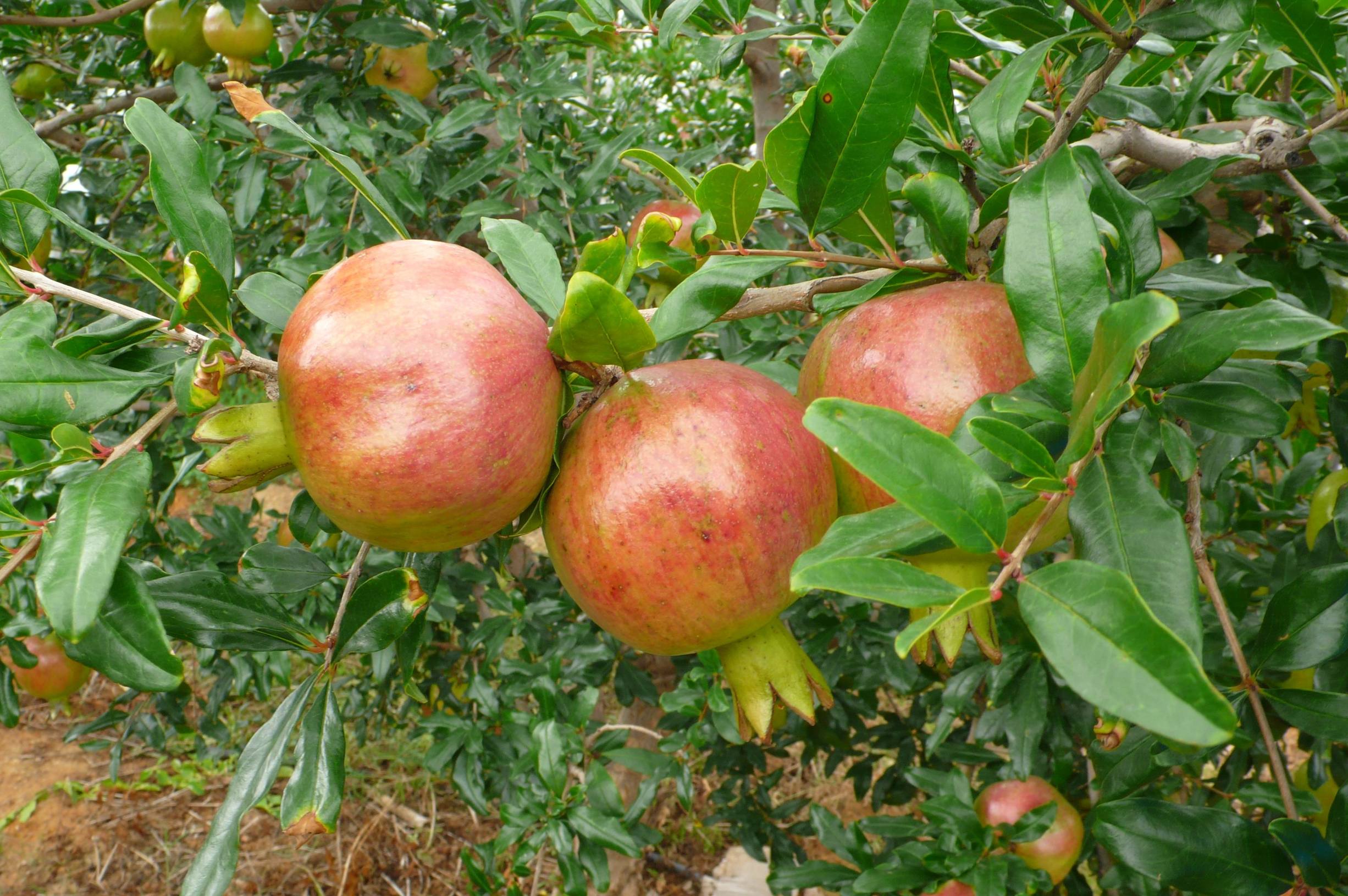 最适合赋闲在家的农民的7种赚钱方式，小钱赚不停，温饱有着落
