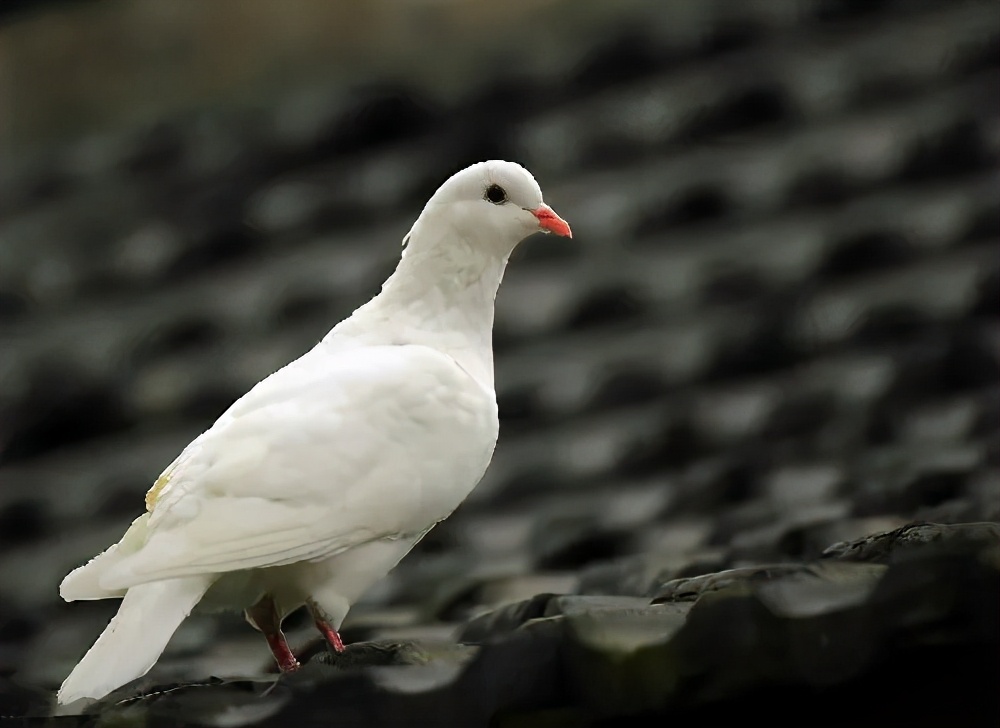 为什么鸽子能送信，它是怎么知道路的？
