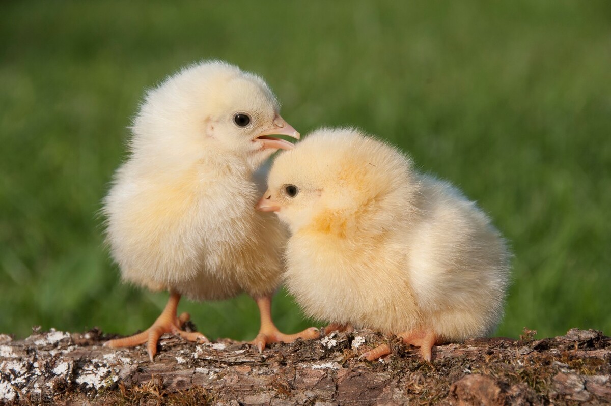 养殖什么项目风险小利润高呢？