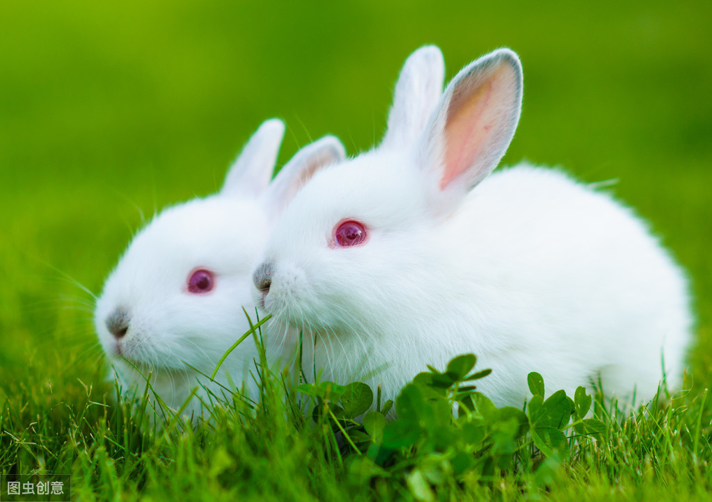在农村靠养兔子也能发家致富？