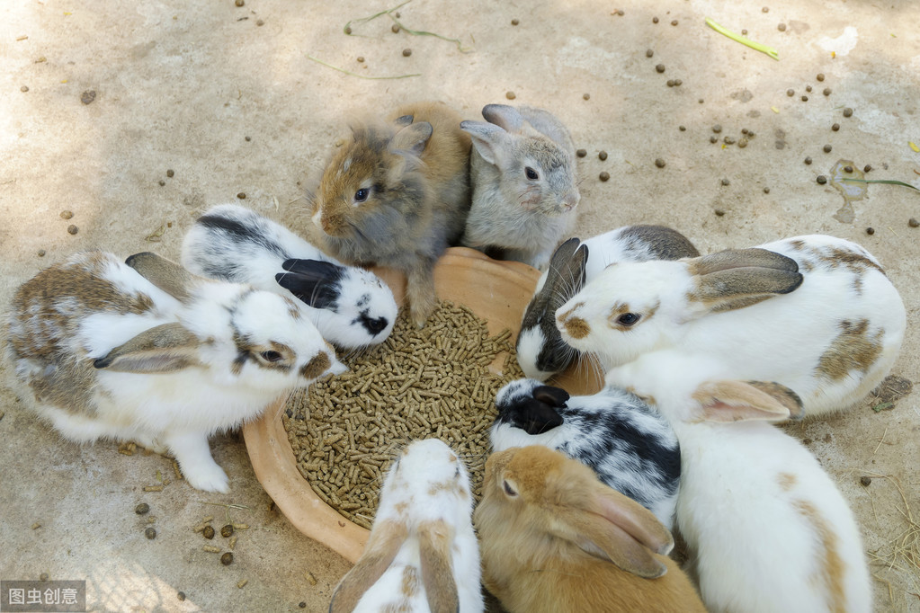 在农村靠养兔子也能发家致富？