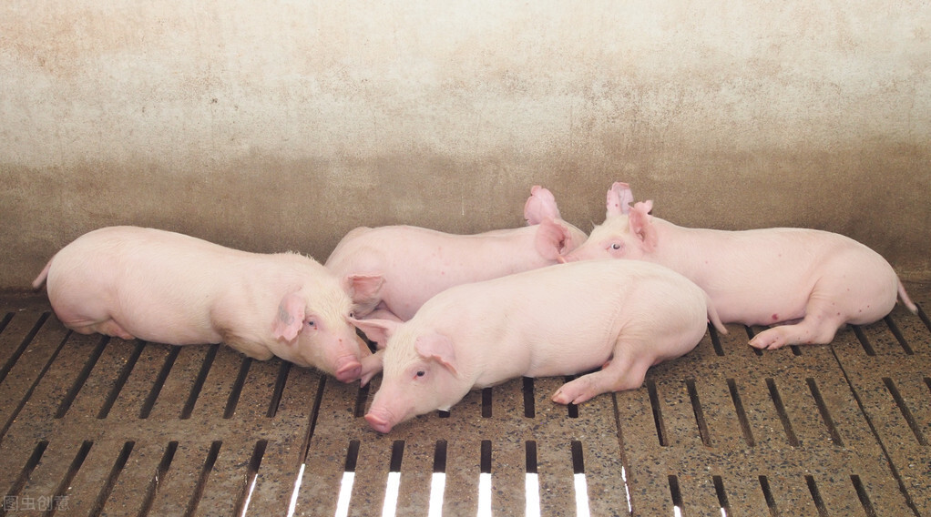 养殖什么项目风险小利润高呢？