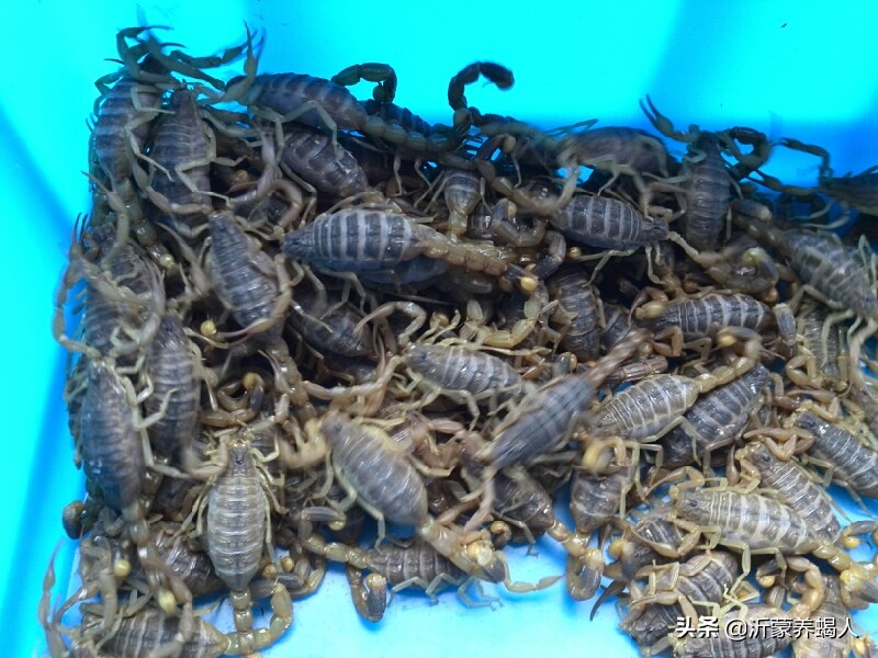 谈谈蝎子养殖行业的老话题，蝎子到底能养成功吗？