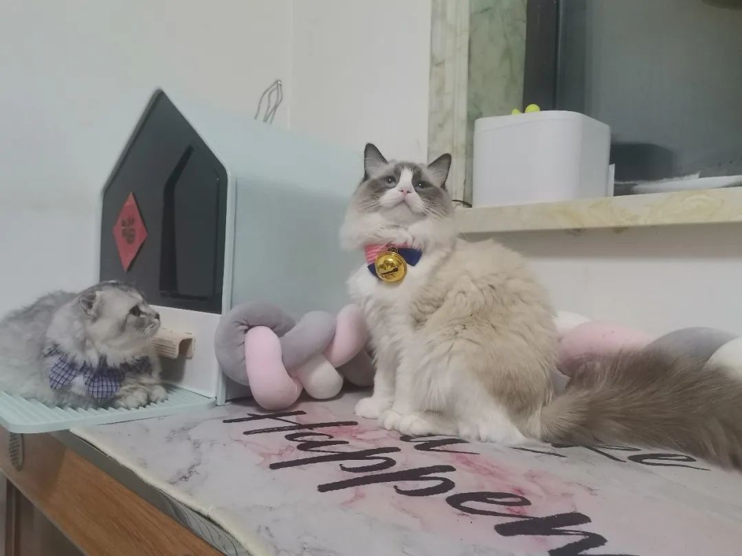 铲屎官不欢迎“网红”