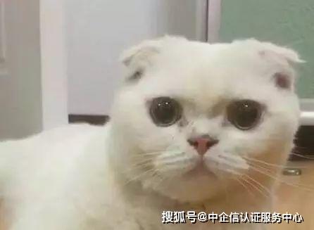 抖音十大人气网红排行榜 抖音粉丝最高的十大网红