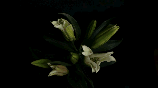 学会这5招，你也能用手机拍出的抖音短视频大片