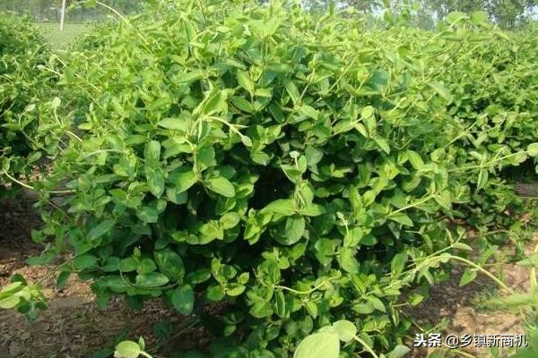 2019年6个新型农业种植项目，在家创业也能赚钱！