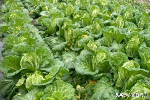 2019年6个新型农业种植项目，在家创业也能赚钱！