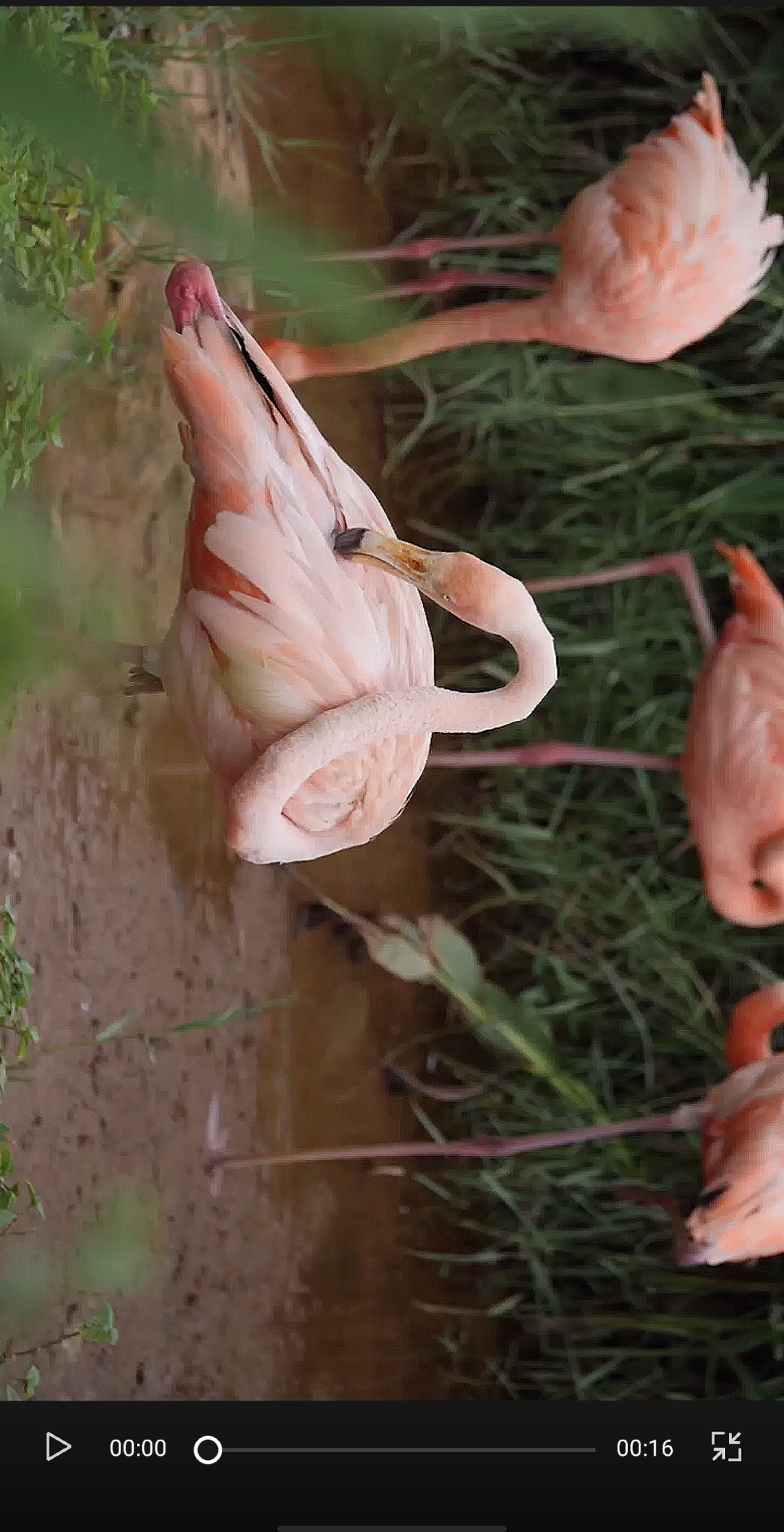 如何让自己的抖音视频更高清？测试一天后，偷偷告诉你