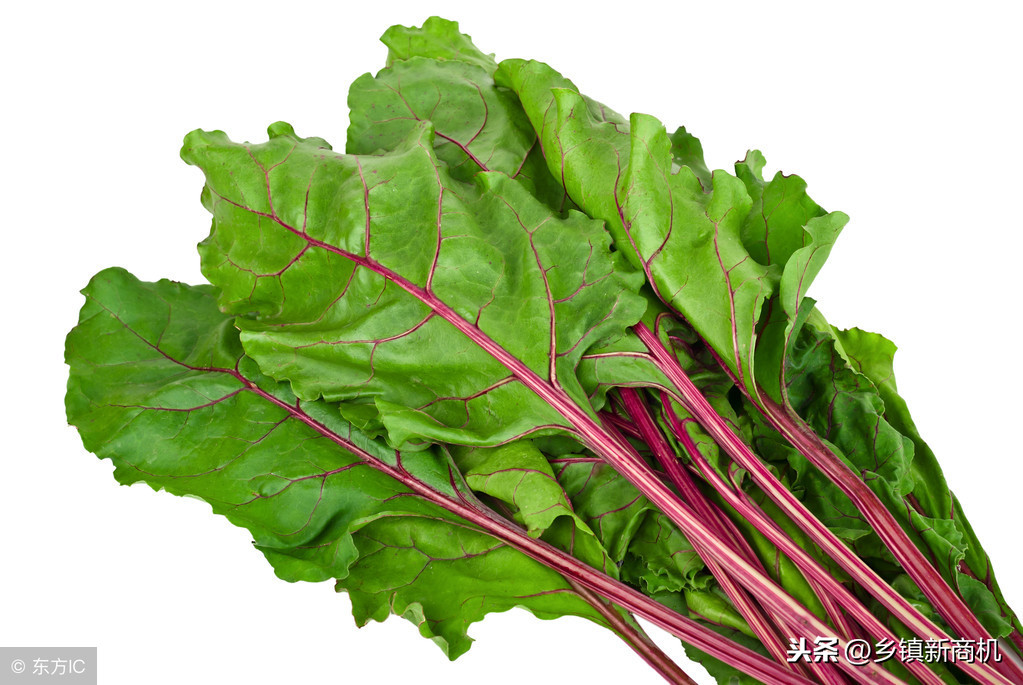 2019年6个新型农业种植项目，在家创业也能赚钱！