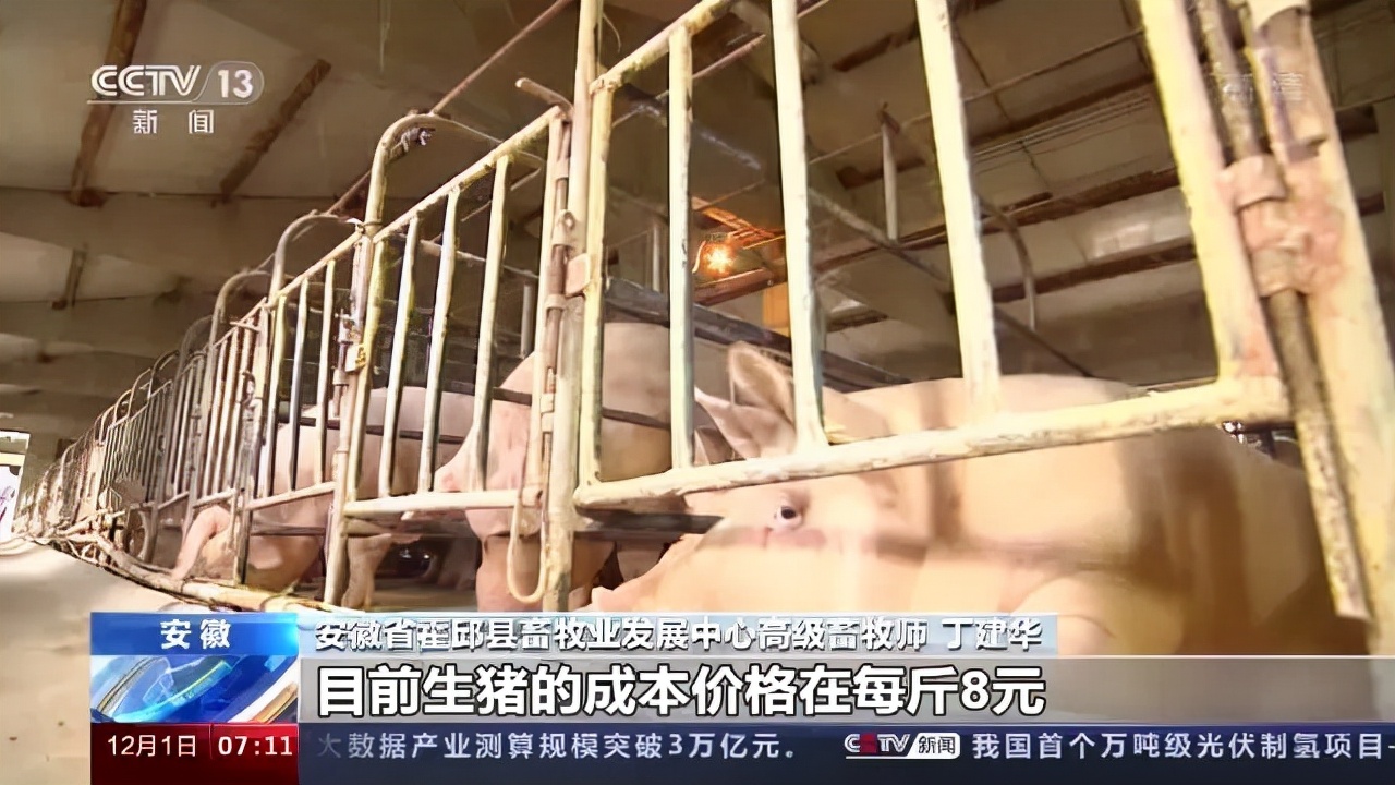 生猪养殖总体告别亏损！不过官方预计猪肉价格继续大幅上涨可能性不大