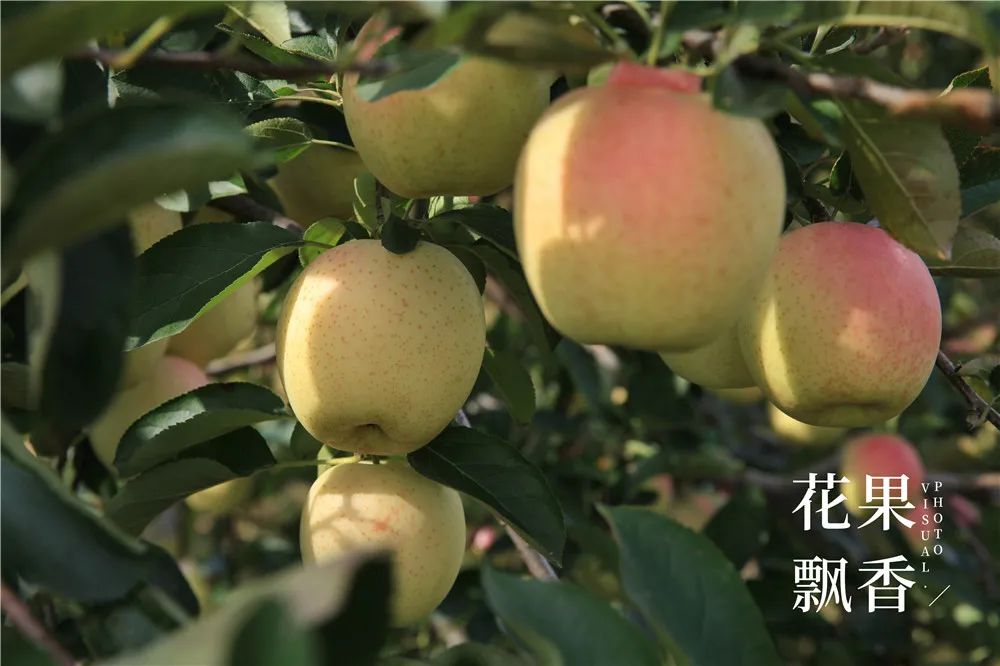 一箱顶三箱，水果品牌运营如何才能挣回9位数的投资？