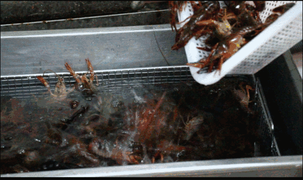 秦皇岛餐饮传奇，北龍牛蛙火锅！