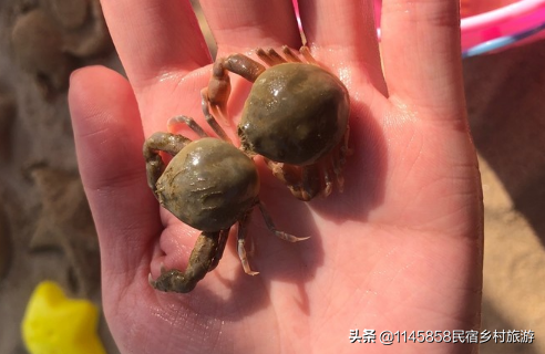 辽宁东戴河哪里能赶海又有美食？杨家小院的海鲜大咖绝对能上榜