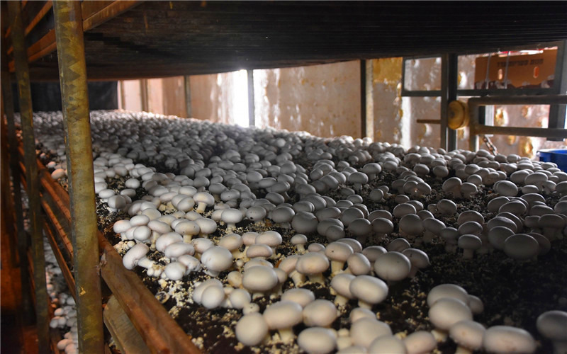 农村有闲置的房产，能经营哪些创业项目，一年可纯收入10万以上？