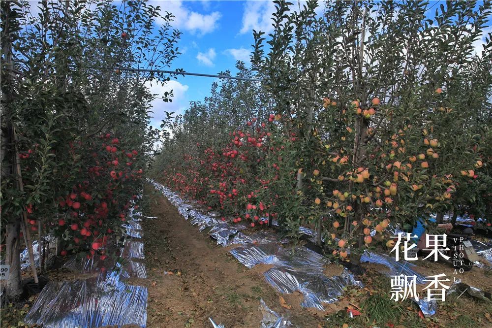 一箱顶三箱，水果品牌运营如何才能挣回9位数的投资？