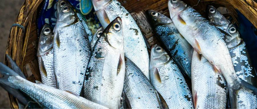 从火爆到平静，烤鱼品类还能迎来第二春吗？