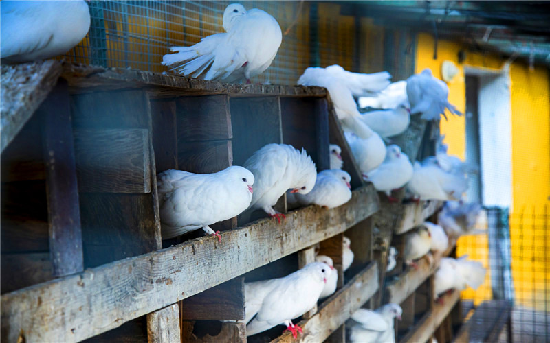 农村有闲置的房产，能经营哪些创业项目，一年可纯收入10万以上？