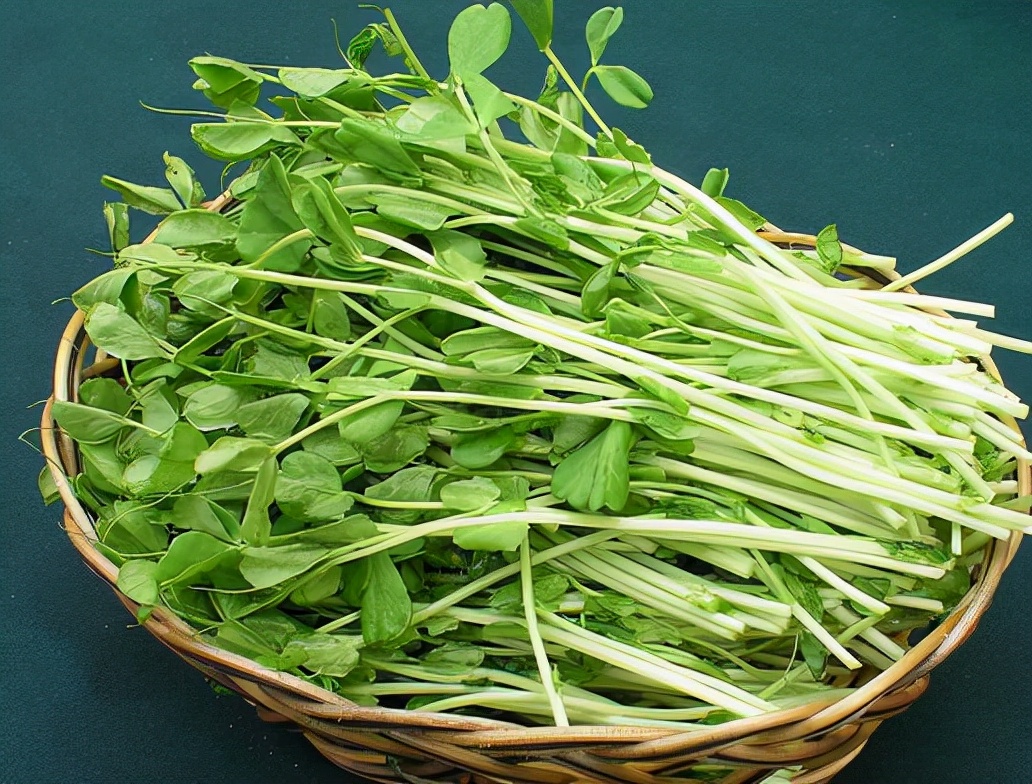 种植芽苗菜的创业优势在哪里？