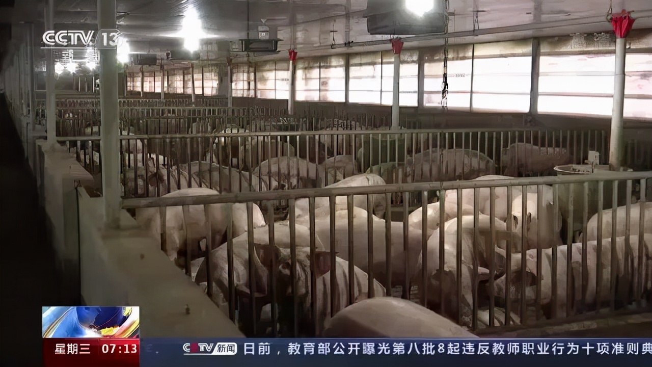 生猪养殖总体告别亏损！不过官方预计猪肉价格继续大幅上涨可能性不大