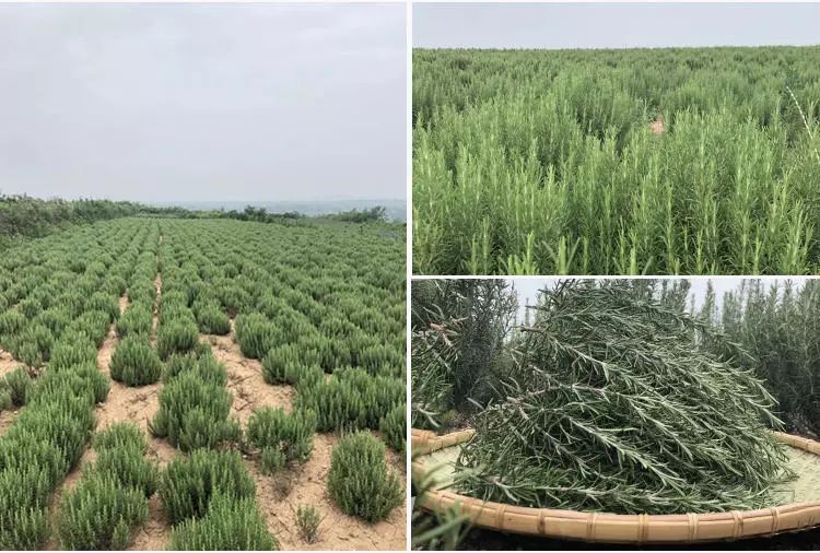 澎湃好物 | 一瓶含有迷迭香的洗发水，有多好用？