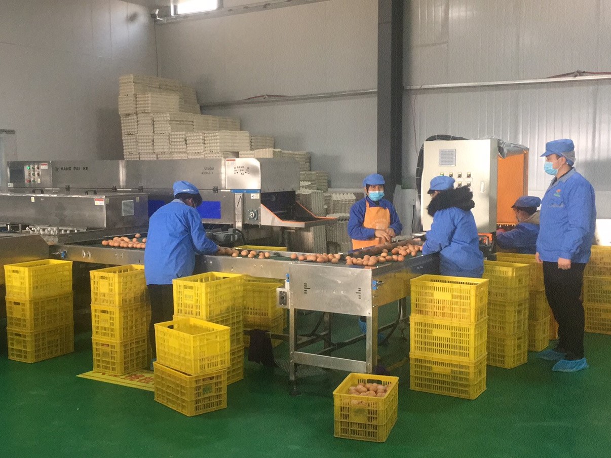 900亿的赛道崛起！盒马消费报告：可生食鸡蛋大都不是“生”吃