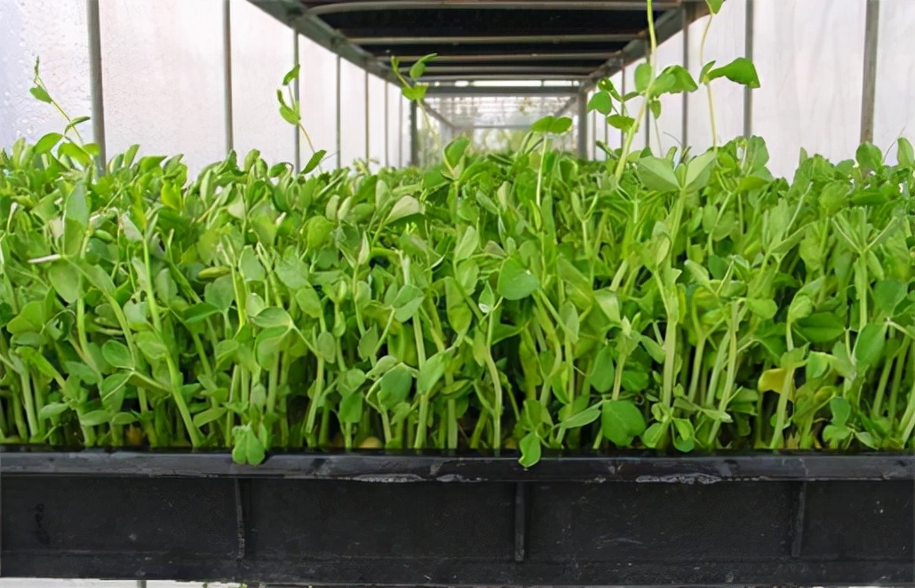 种植芽苗菜的创业优势在哪里？