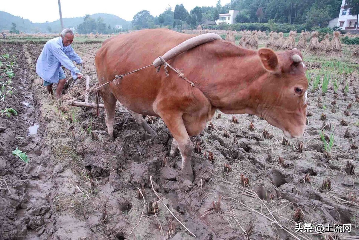 现在在农村养什么投资好赚钱？这5个项目建议收藏