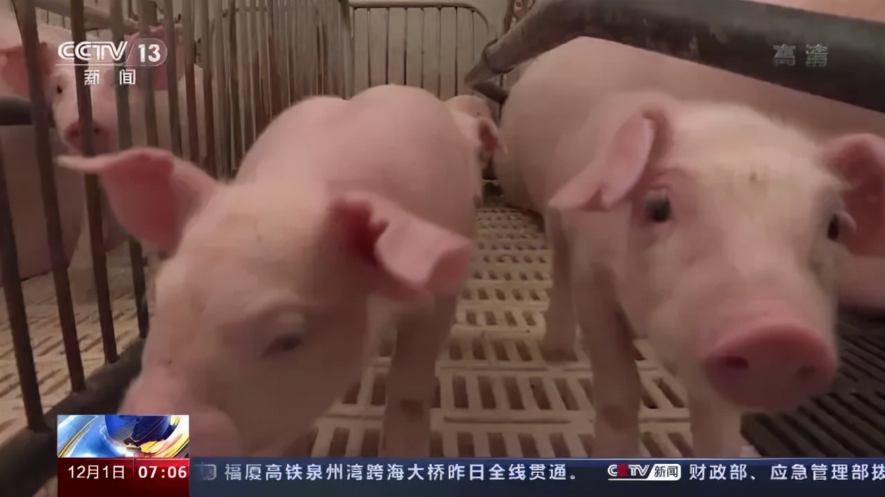 生猪养殖总体告别亏损！不过官方预计猪肉价格继续大幅上涨可能性不大