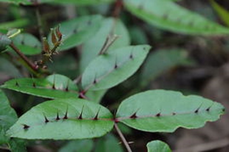 国民牙膏“两面针”：主业不佳，副业亏损，如今沦为宾馆用品