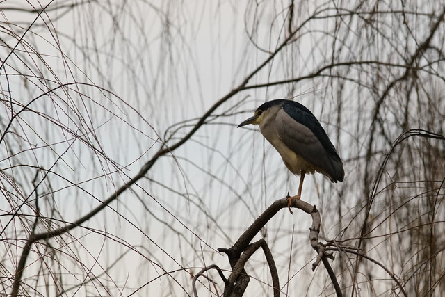 高速度+高像素 索尼全画幅单电A99II评测