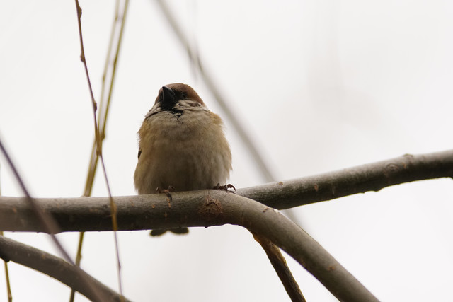 高速度+高像素 索尼全画幅单电A99II评测
