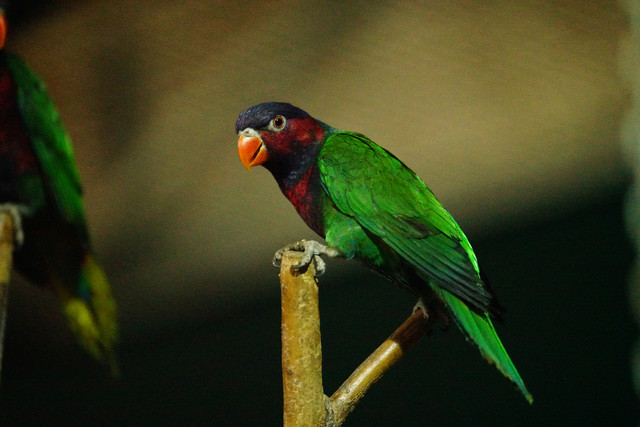 高速度+高像素 索尼全画幅单电A99II评测