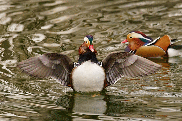 高速度+高像素 索尼全画幅单电A99II评测
