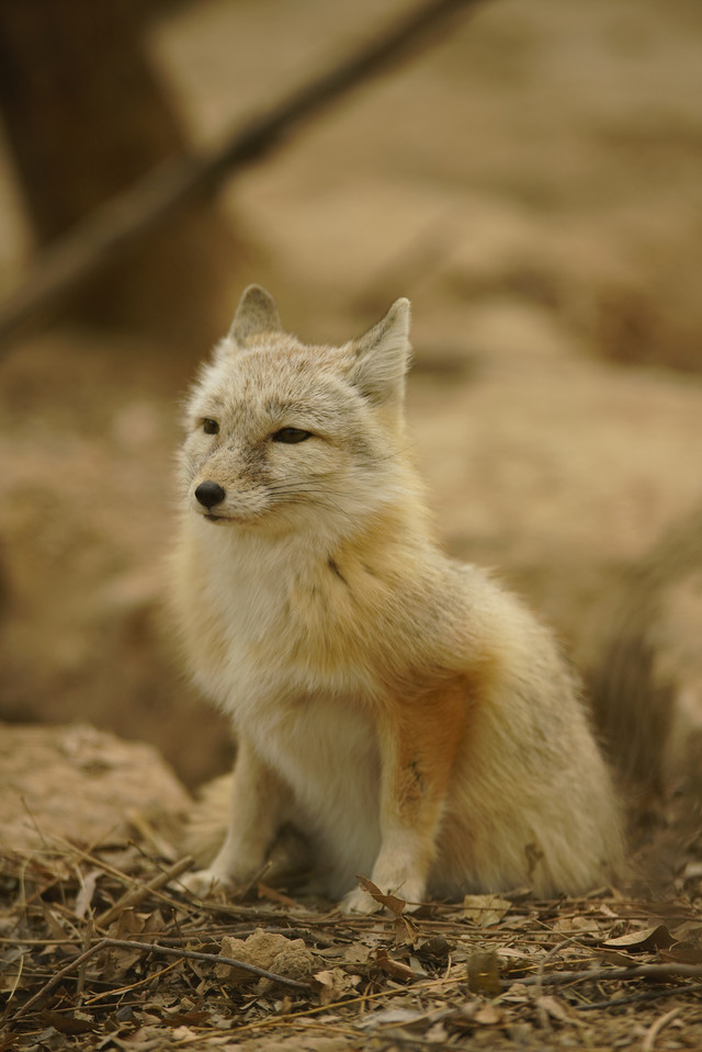 高速度+高像素 索尼全画幅单电A99II评测